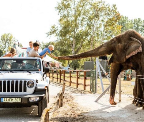 Cum să faci safari lângă Budapesta. Atracție turistică de top