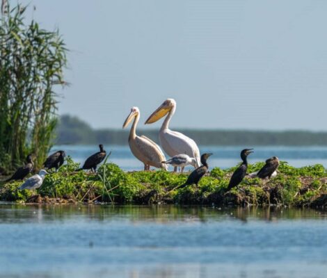 Ghid complet pentru o zi perfectă în natură, în Delta Dunării
