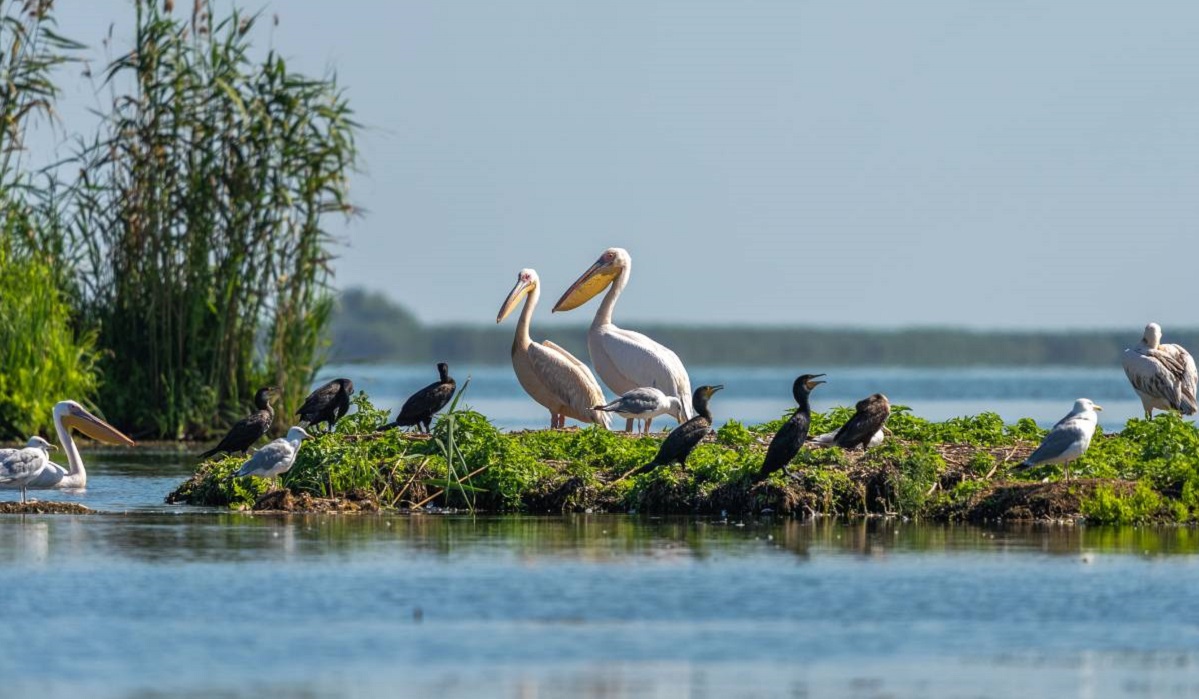 Excursii în Delta Dunării din Tulcea – ghid complet pentru o zi perfectă în natură