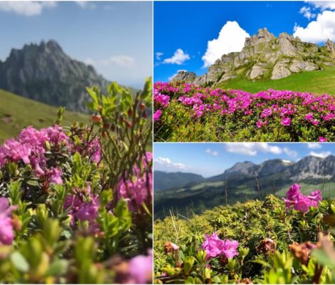 Cum să admiri bujorii de munte într-un cadru de poveste din munții României