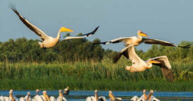 Războiul din Ucraina afectează din plin turismul din Delta Dunării