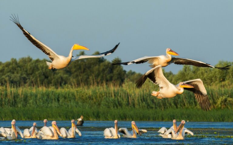 Războiul din Ucraina afectează din plin turismul din Delta Dunării
