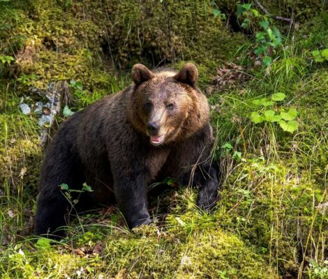 Ce să faci dacă te întâlnești cu un urs pe traseele montane din România
