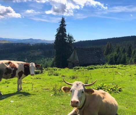 Open Farm Weekend, la a doua ediție din 2026