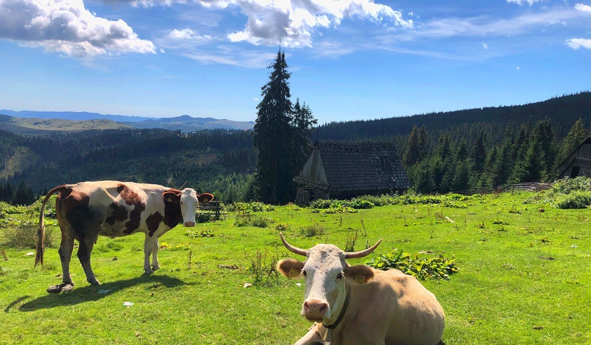 Fermele devin atracții turistice în România, la Open Farm Weekend 2026